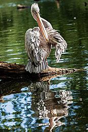 《原神》林尼角色PV——「掌中天幕」